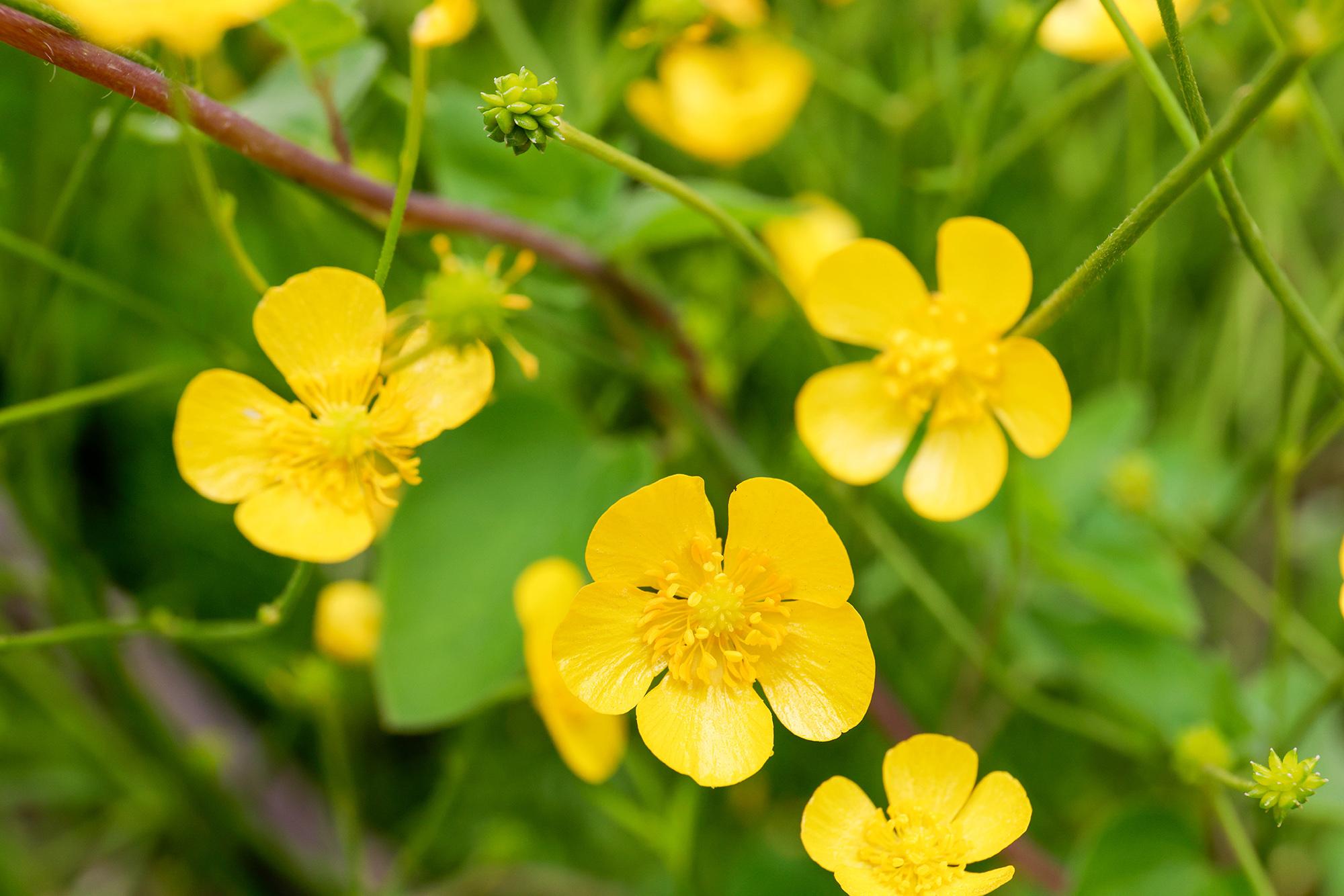 6월의 곰배령에서 만난 미나리아재비