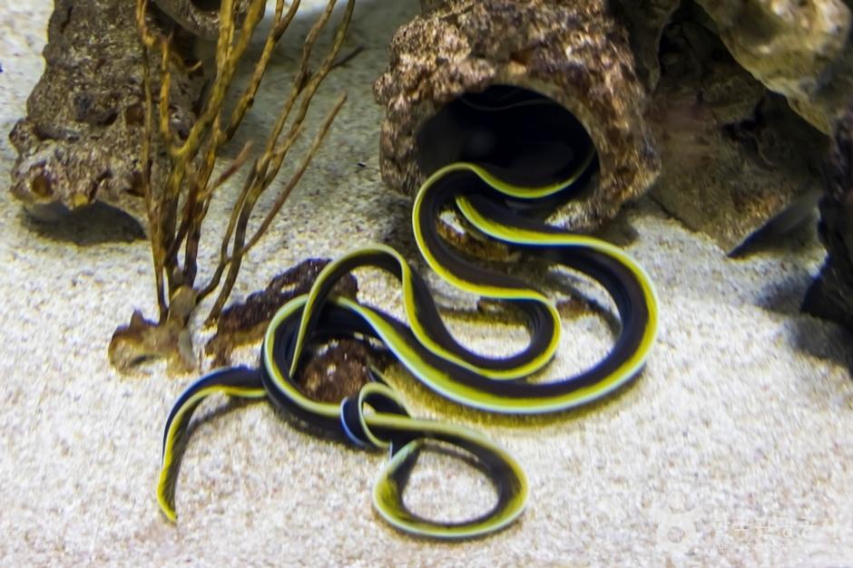 리본 뱀장어 사진