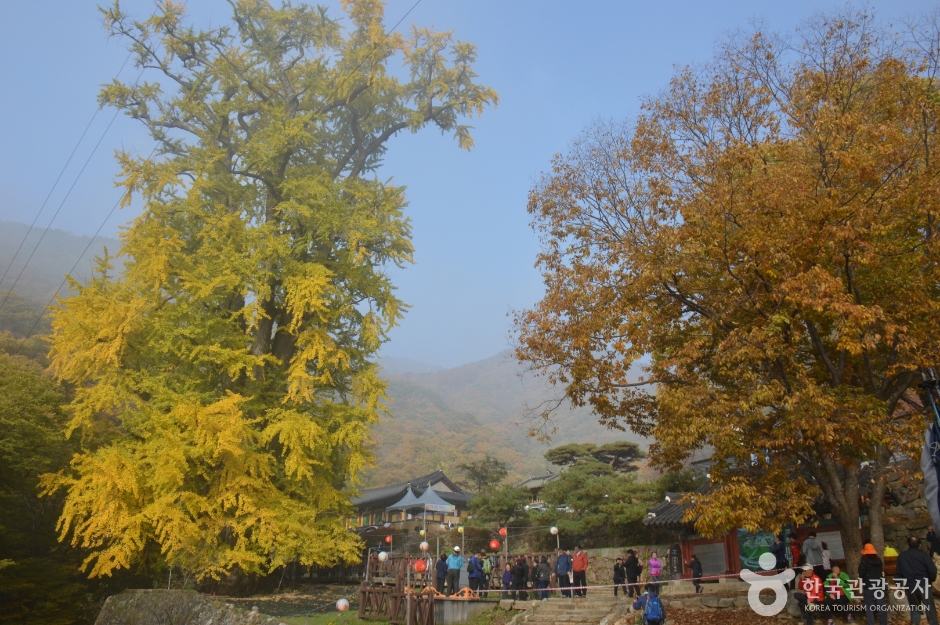 용문사(용문산)  2