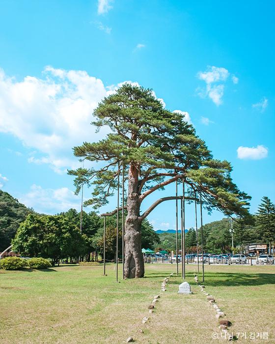 속리산 연꽃단지