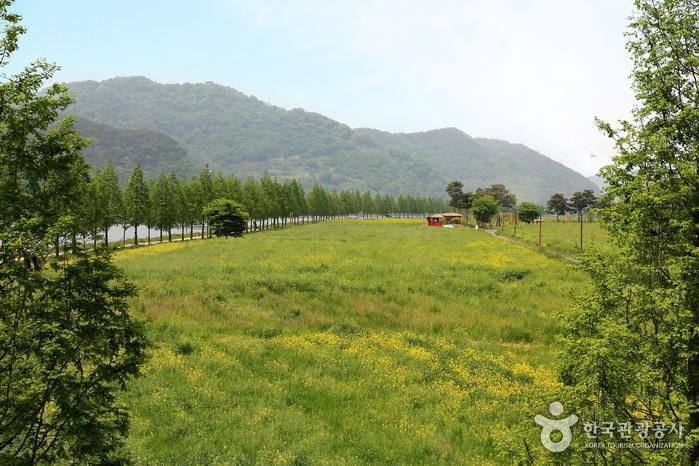 남지 체육공원 유채꽃밭 전경