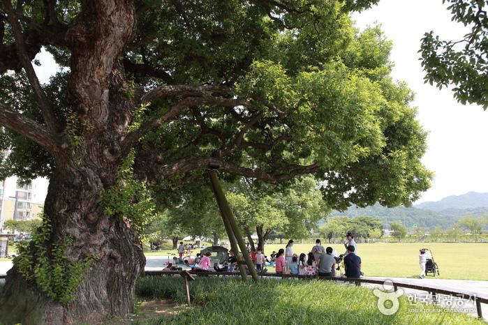 왕버들 50여 그루가 시원한 그늘을 드리우는 성주 경산리 성밖숲