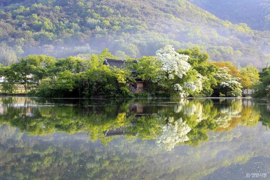 위양지(위양지 이팝나무) 1