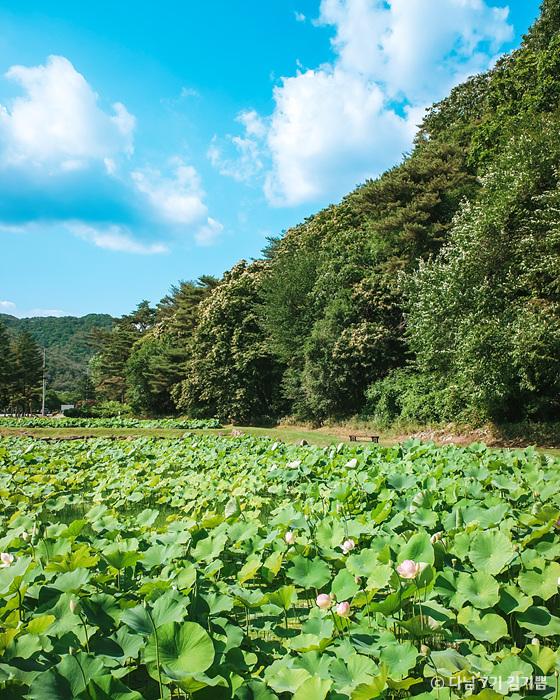 속리산 연꽃단지