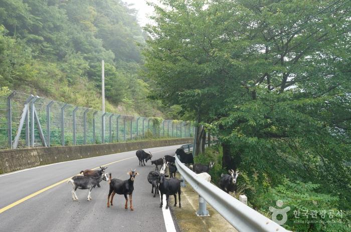 상도일주도로에서 만난 산양 무리