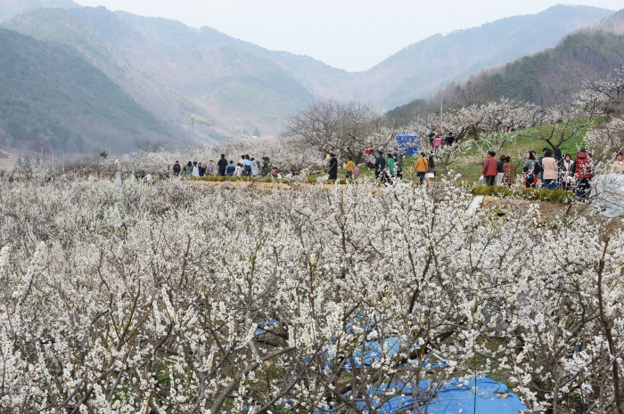 양산 원동매화축제 > 축제 | 문화관광축제:대한민국 구석구석” style=”width:100%”><figcaption>양산 원동매화축제 > 축제 | 문화관광축제:대한민국 구석구석</figcaption></figure>
<p style=