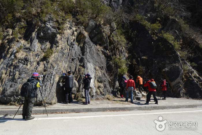 도로에 인접한 동강할미꽃 자생지