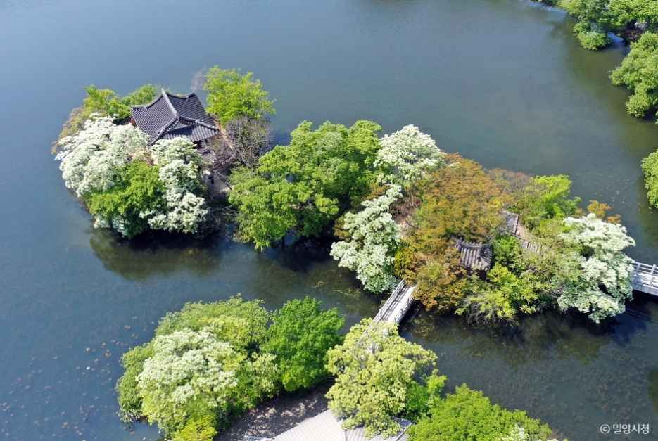 위양지(위양지 이팝나무) 4