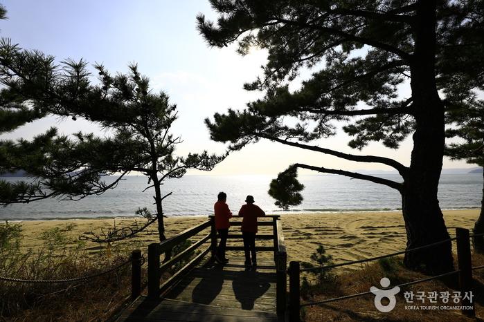 신지명사십리해수욕장 솔숲 산책로 전망대
