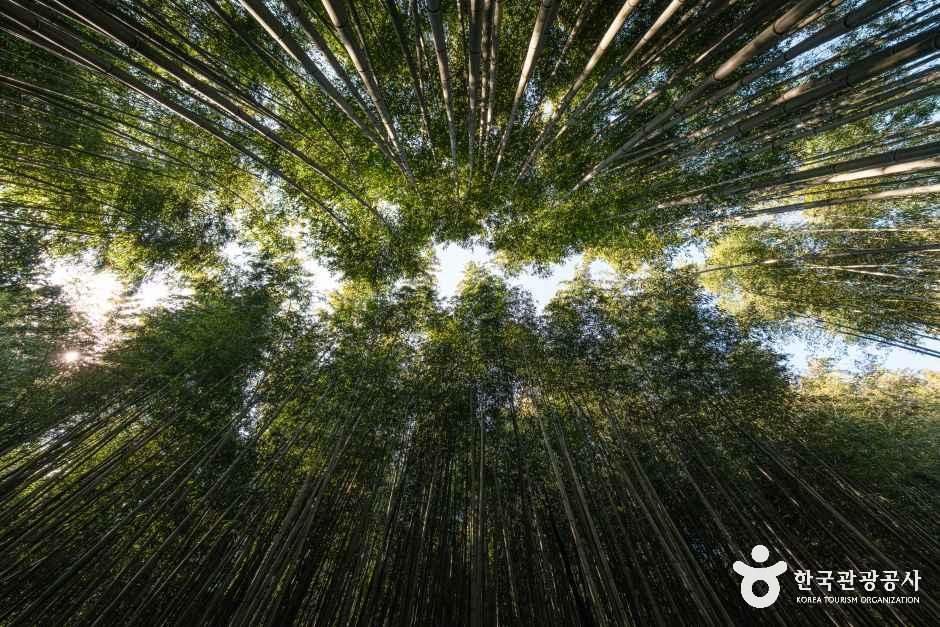 죽녹원 4