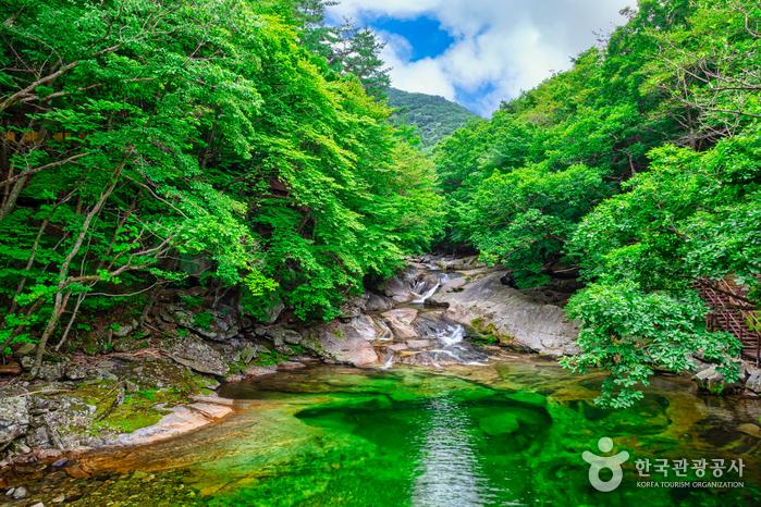 무주 구천동 계곡의 맑은 물과 숲 전경