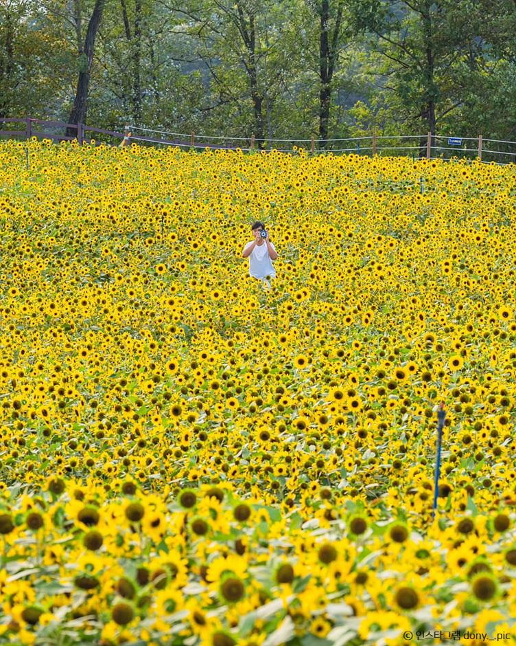 The iconic 'can-train' ride winds through vast fields of red celosia and yellow cosmos at Cheorwon Goseokjeong.