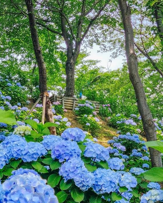 장생포 수국축제
