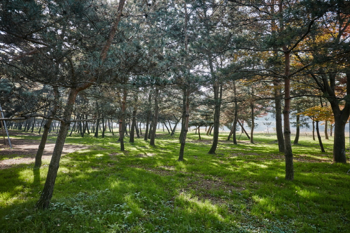 기회송림 여행 가볼만한곳