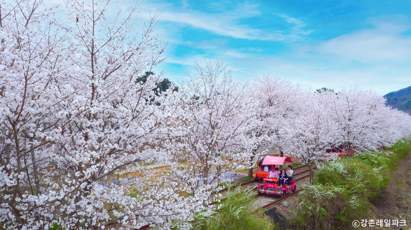 봄의 풍경을 만끽할 수 있는 벚꽃 터널 구간