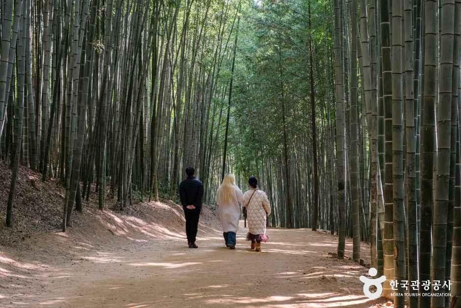 죽녹원 5