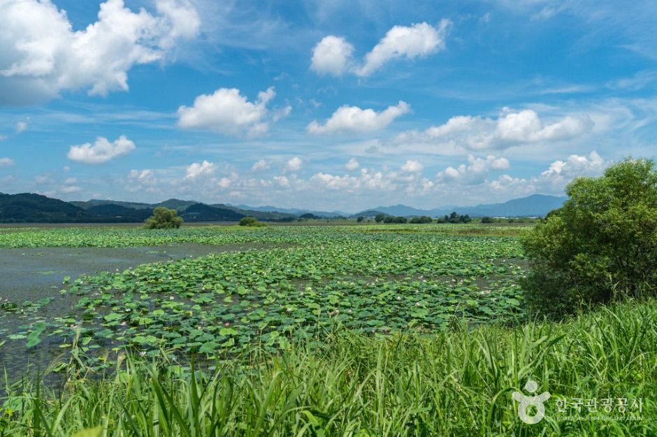 주남저수지 철새도래지 4