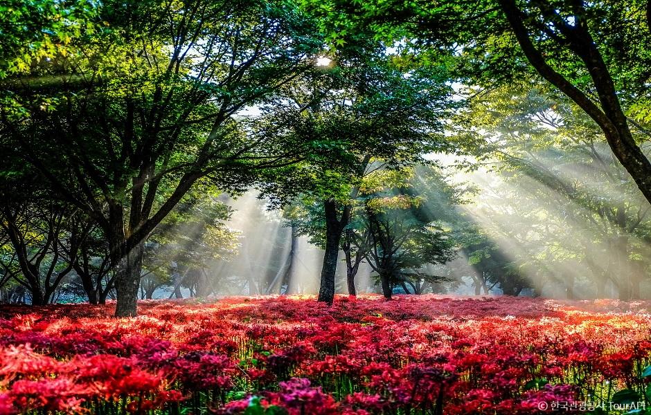 A dense carpet of scarlet red lycoris flowers glowing in the filtered sunlight of Bulgapsan forest.