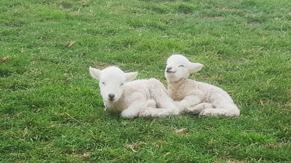 남해 상상양떼목장 편백숲 산책로