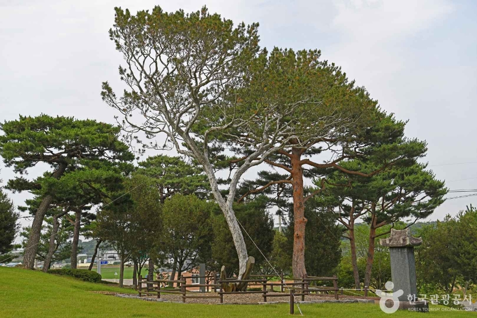 예산 용궁리 백송> 여행지 :대한민국 구석구석 예산 용궁리 백송> 여행지 :대한민국 구석구석 
