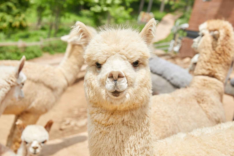 알파카월드 1