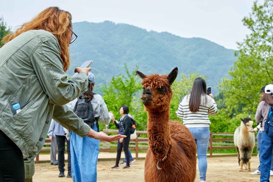 알파카월드 3