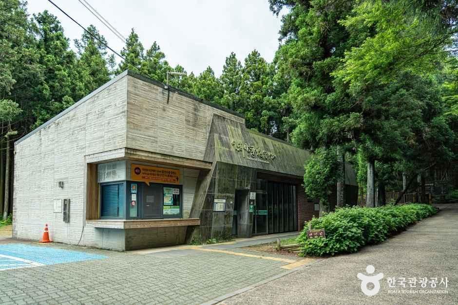 사려니숲길 6