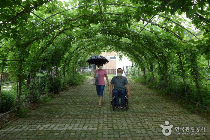 산머루농원 체험장 앞 머루터널