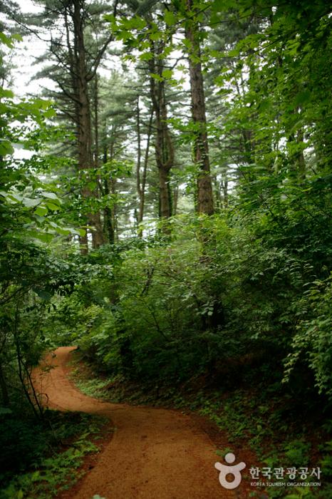 사방댐에서 내려오는 샛길