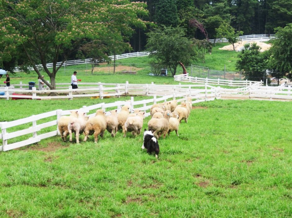 남해 상상양떼목장 상상카페