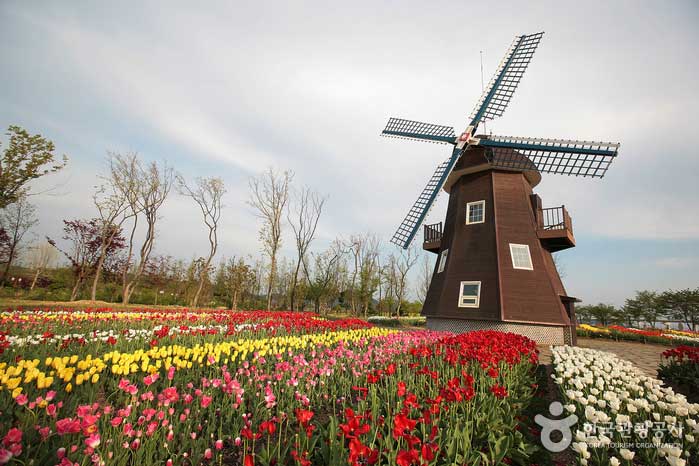 풍차와 튤립이 조화로운 네덜란드정원