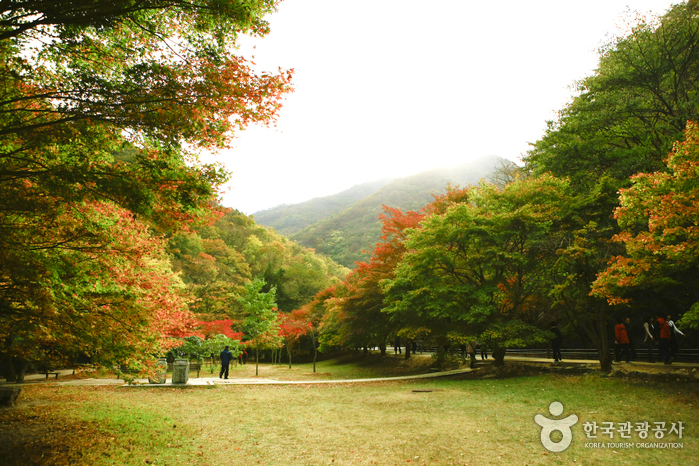 내장산의 단풍과 동학혁명의 뜨거운 열망이 타는 정읍 여행 가볼만한곳