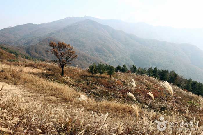‘관상’ 촬영지, 유명산 설매재와 용문사 은행나무