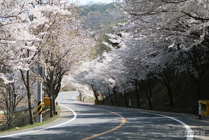 곡선 구간이 많은 장곡사 벚꽃길