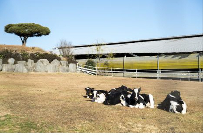 우리 차 문화와 갯벌의 보고 무안 웰촌 여행 가볼만한곳