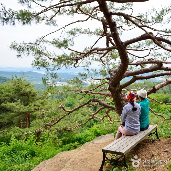 성흥산성의 멋스런 소나무