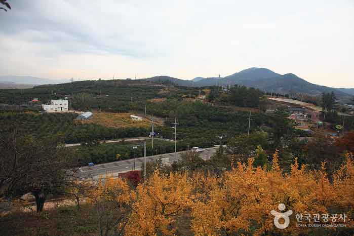 동양의 향기, 비타민의 보고 ‘고흥 유자, 그 향기에 취하다’> 여행기사 :대한민국 구석구석 동양의 향기, 비타민의 보고 ‘고흥 유자, 그 향기에... 