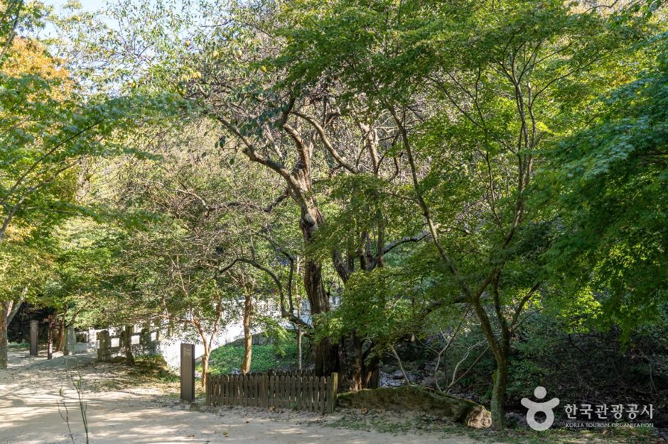 강천사 모과나무 전라 애견여행지