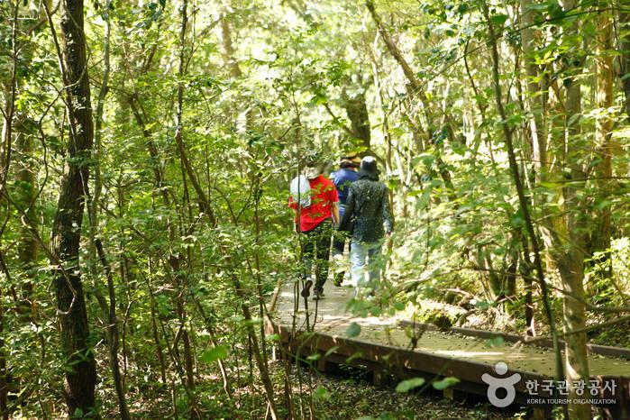 이름처럼 편안한 노고록숲