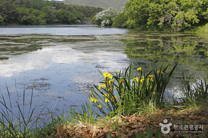 위양지(위양지 이팝나무) 7