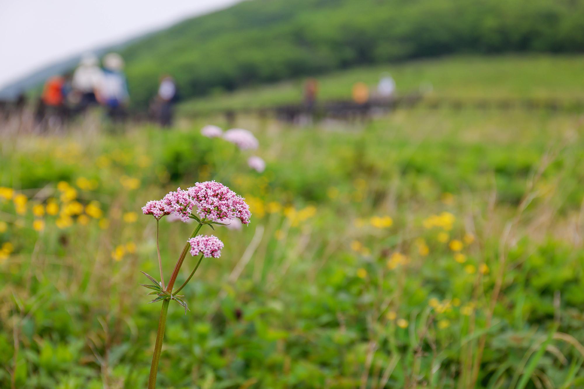 분홍색의 꽃잎을 피운 쥐오줌풀