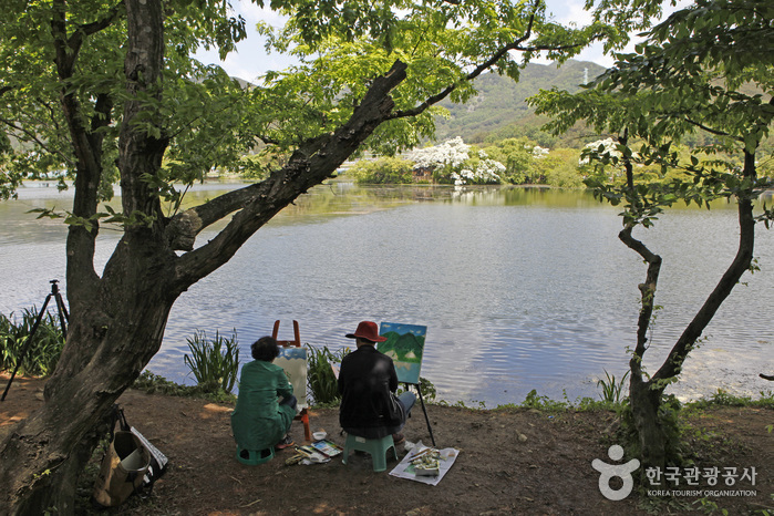 위양지(위양지 이팝나무) 9