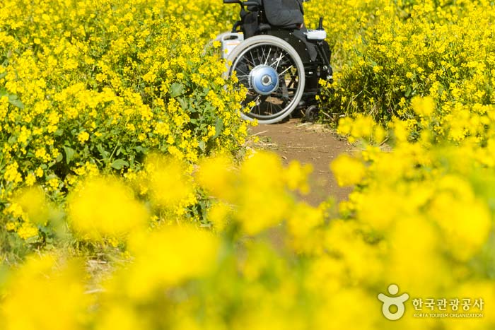 성산포JC공원의 유채꽃재배단지