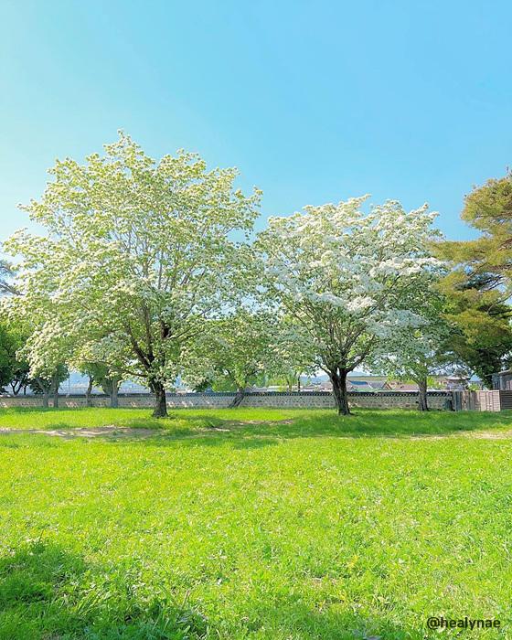 경주 오릉
