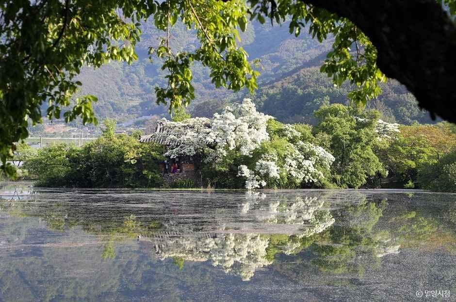 위양지(위양지 이팝나무) 6