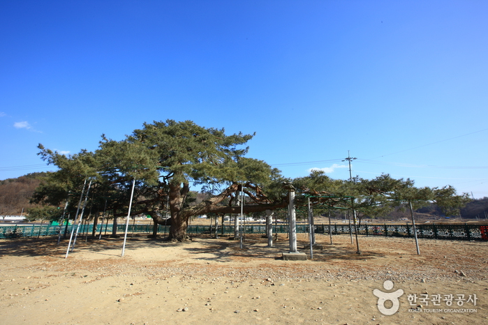 막걸리를 좋아하는 소나무를 찾아서 여행 가볼만한곳