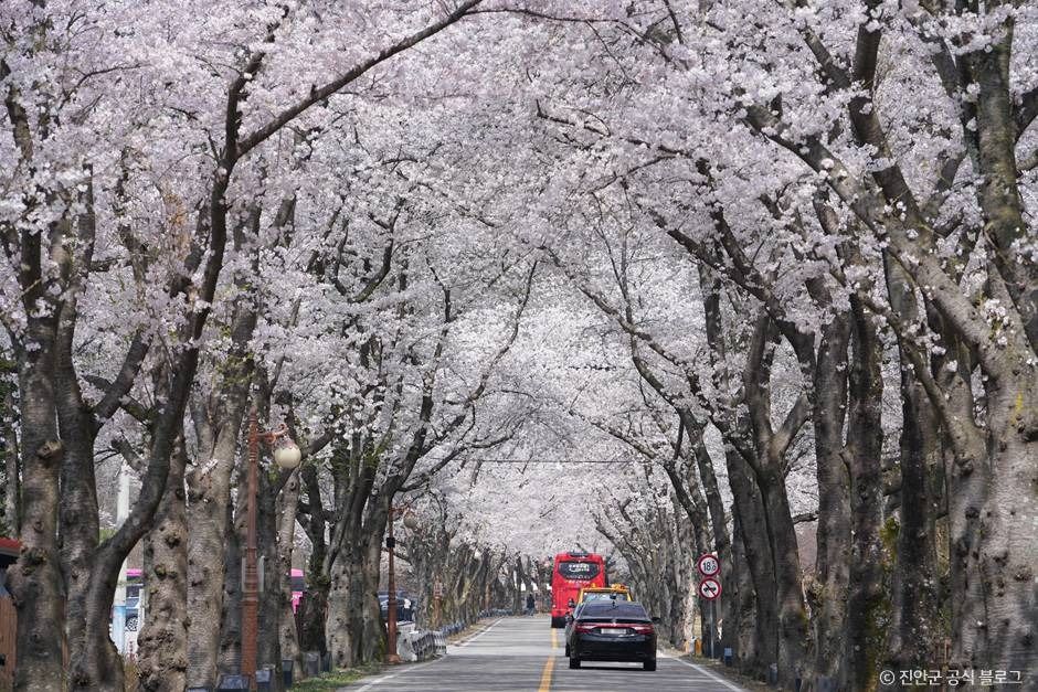 마이산 벚꽃길 1