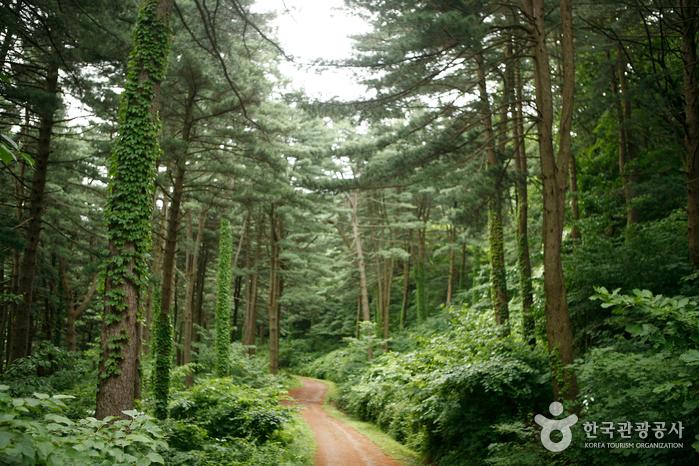 둘레길 잣나무 군락