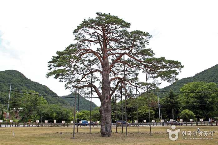 보은 오리숲길의 빛깔은 울창한 초록> 여행기사 | 생태녹색관광:대한민국 구석구석
