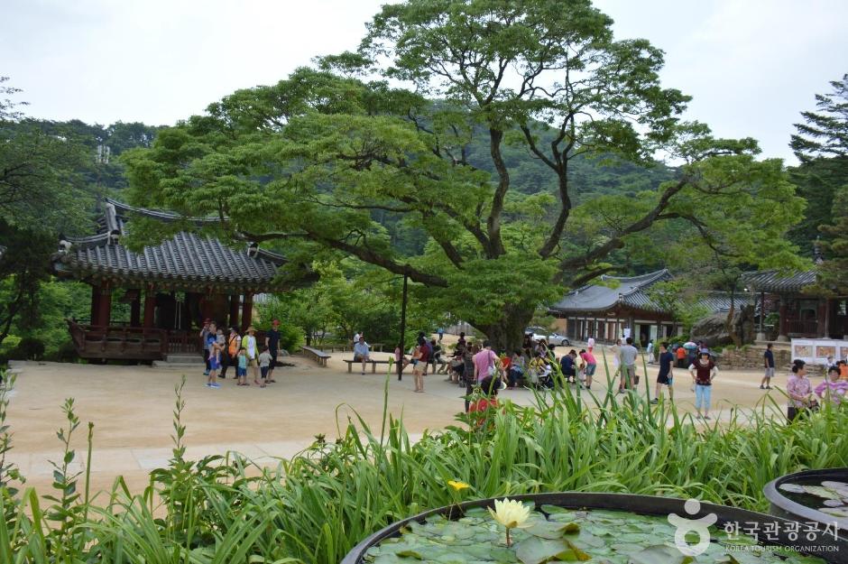 사찰의 여름 풍경